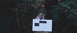 Ein Affe sitzt auf einem Baumstumpf und hält ein weißes Schild mit schwarzen Rechtecken.